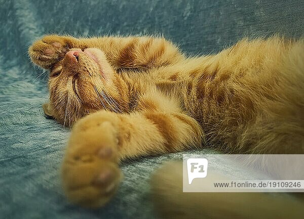 Schläfriges orangefarbenes Kätzchen macht ein Nickerchen drinnen auf dem Sofa. Kleine Ingwerkatze schläft eng in einer niedlichen Position und bedeckt ihre Schnauze mit ihren Pfoten