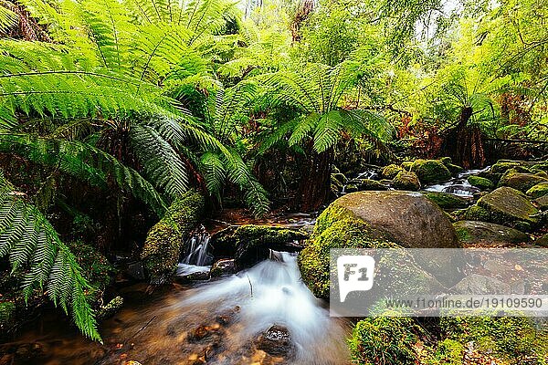 Die atemberaubende öffentliche Rainforest Gallery an den Hängen des Mt Donna Buang in der Nähe von Warburton Victoria  Australien  Ozeanien