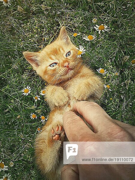Mann streichelt ein orangefarbenes Kätzchen mit der Hand. Kleine Ingwerkatze liegt auf dem Rücken zwischen blühenden Kamille  spielen mit seinem Besitzer. Verspieltes Kätzchen  süße Streichelszene in der Natur