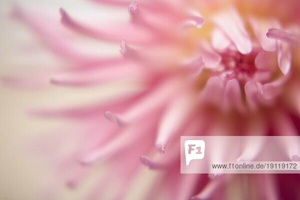 Extreme close up of a pink dahlia