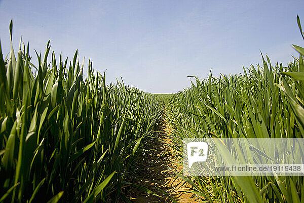 Agriculture field with blue sky