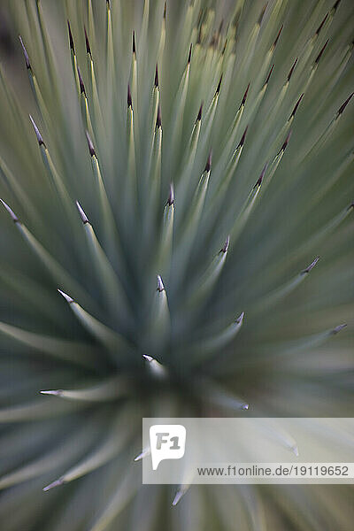 Close up of Yucca rostrata