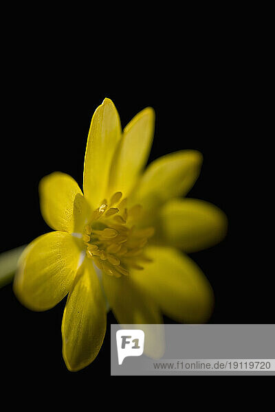 Yellow buttercup on black background