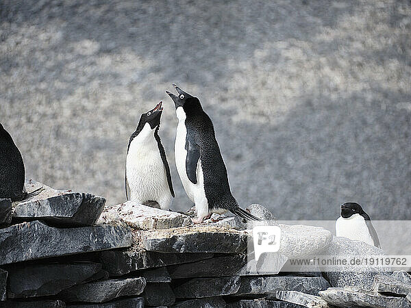 Adelie penguins communicating on rock  Antarctic Peninsula  Weddell Sea  Antarctica