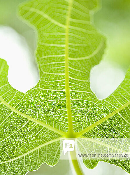 Extreme close up of fig leaf