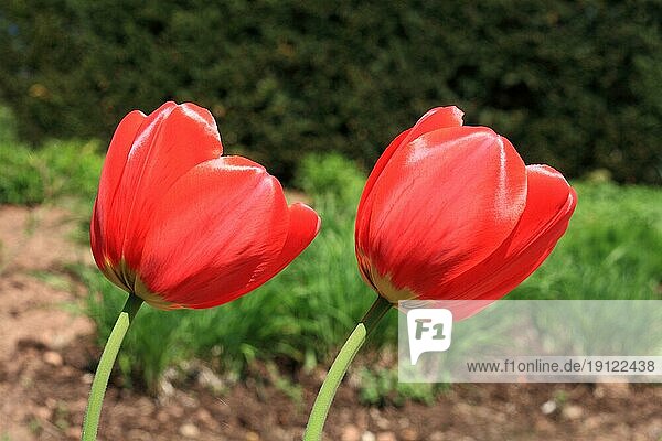 Zwei rote Tulpen  Hintergrund Garten  aufgenommen mit Tiefenschärfe