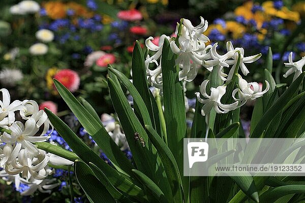Weiße Narzissen  Hintergrund bunte Blumen  aufgenommen mit Tiefenschärfe