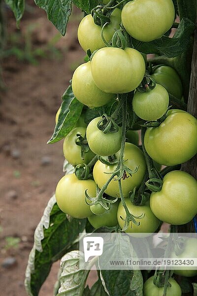 Noch unreife Tomaten am Stock  Ausschnitt  Hintergrund Gartenbeet