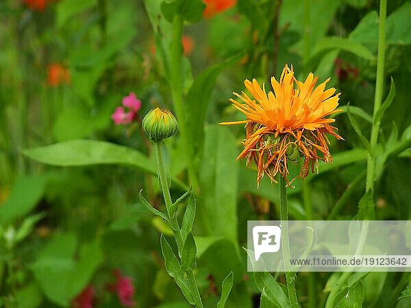 Orange blühende Ringelblume  Hintergrund Gartenblumen in Unschärfe