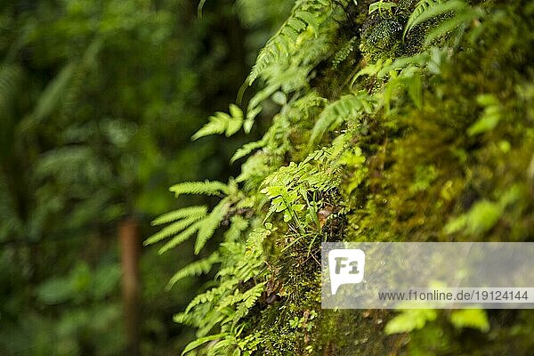 Close up Moos wächst Baumstamm tropischen Wald
