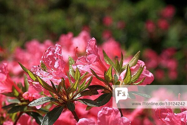 Sonnenbeschienene rosafarbene Rhododendronblüten  aufgenommen mit Tiefenschärfe