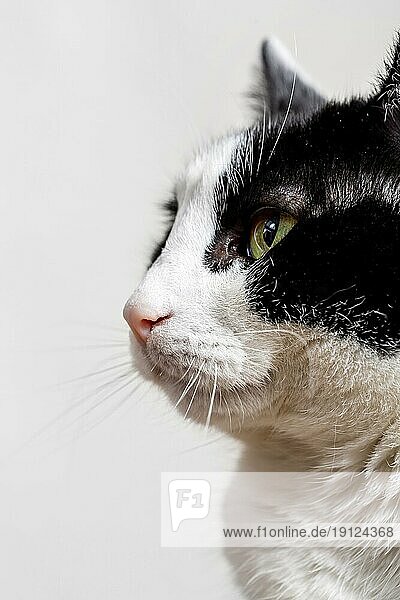 Close up liebenswerte Katze mit weißem Hintergrund