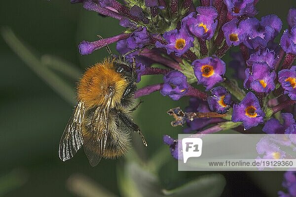 Common carder-bee (Bombus pascuorum) on butterfly bush (Buddleia)  Baden-Württemberg  Germany  Europe