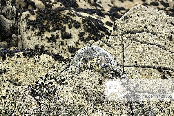 Single (Halichoerus grypus) grey seal resting on rocks  nature reserve  coastline  Isles of Scilly  Cornwall  England  United Kingdom  Europe