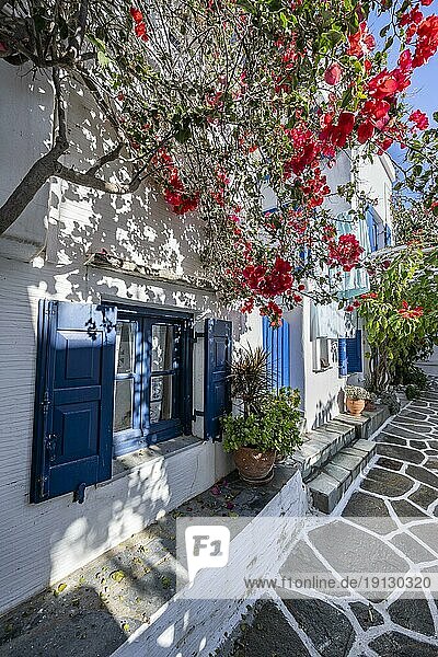 Weiße kykladische Häuser mit blauen Fensterläden und Bougainvillea,  Gassen des Ortes Marpissa,  Paros,  Kykladen,  Griechenland,  Europa