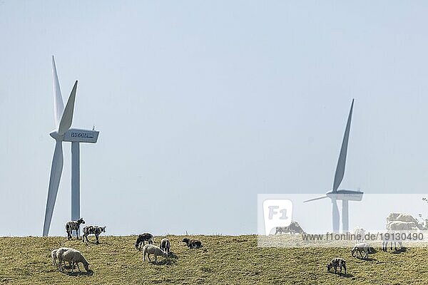 Sheep standing on a dike by the sea in front of wind turbines for wind energy  Breskens  Sluis  Zeeuws Vlaanderen  Zeeland  Netherlands