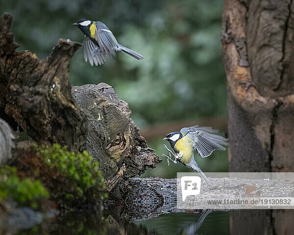 Great tits (Parus major) flying to the left  landing  reflecting in the water  surrounded by the edge of the bank  moss and dilapidated tree stump  Overijssel  Netherlands
