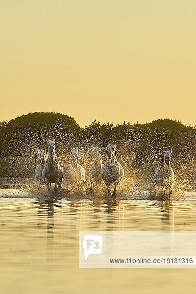Camarguepferde die bei Sonnenaufgang durch das Wasser laufen,  Frankreich,  Europa
