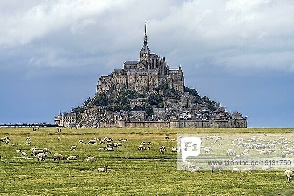 Sheep in front of the monastery mountain Mont Saint-Michel  Le Mont-Saint-Michel  Normandy  France  Europe