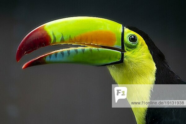 Keel-billed toucan (Ramphastos sulfuratus)  animal portrait  Germany  Europe