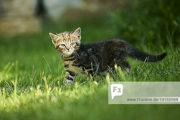 Bengal cat  domestic cat  kitten standing on a meadow  Bavaria  Germany  Europe