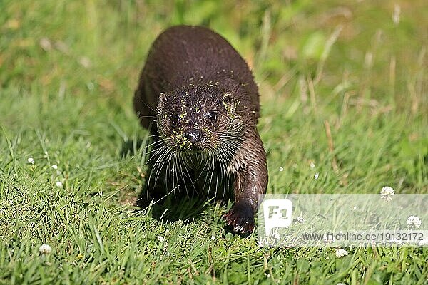 European otter (Lutra lutra)  adult  on land  in meadow  running  Surrey  England  Great Britain