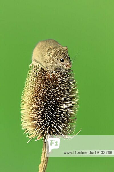 Eurasian harvest mouse (Micromys minutus)  adult  on thistle  fruit stand  Surrey  England  Great Britain