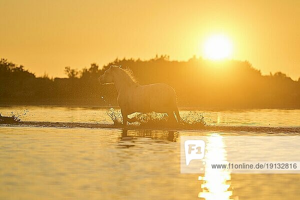 Camargue horses running through the water at sunrise  France  Europe