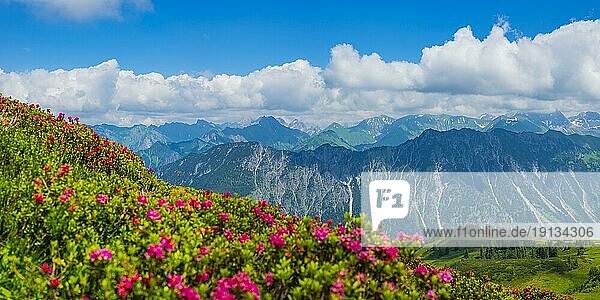 Alpenrosenblüte,  Panorama vom Fellhorn,  2038m,  zur Höfats,  2259m,  und weitere Allgäuer Berge,  Allgäuer Alpen,  Allgäu,  Bayern,  Deutschland,  Europa
