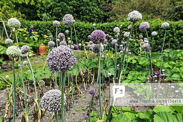 Blühende Zwiebeln (Allium) im Gemüsegarten,  kugelförmige Blüten,  Tresco Abbey Garden,  Isles of Scilly,  Scilly-Inseln,  Cornwall,  England,  Großbritannien,  Europa