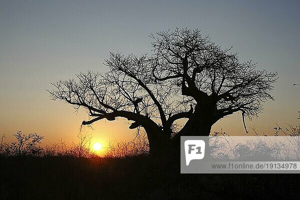 African baobab (Adansonia digitata) or baobab in sunset  Botswana  Africa