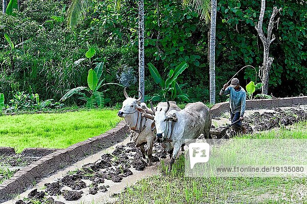 Ochsen pflügen Reisfeld  Java  Indonesien  Südostasien  Asien