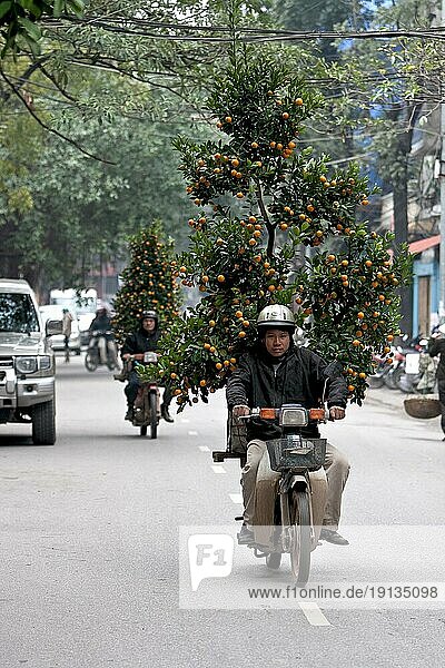 Mann transportiert Neujahrs-Baum auf Motorrad  Hanoi  Vietnam  Südostasien  Asien