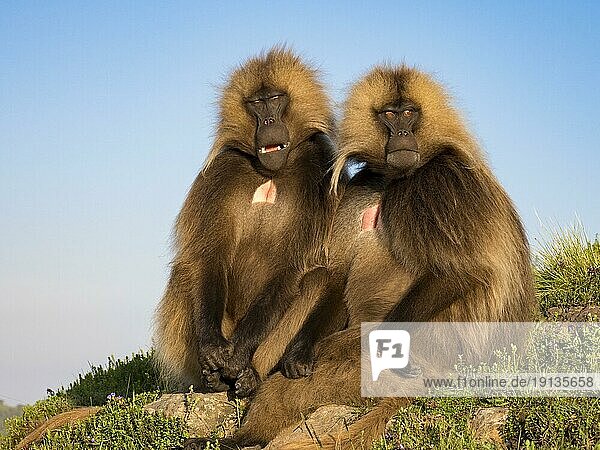 Dschelada Paviane (Theropithecus gelada)  Blutbrustpaviane  zwei Männchen sitzen nebeneinander  Semien Nationalpark  Äthiopien  Afrika