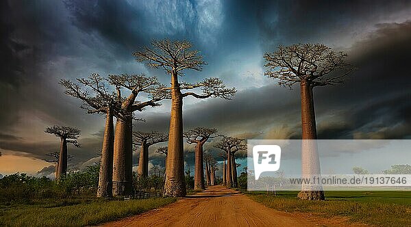 Baobab Allle im Westen von Madagaskar bei Morondava