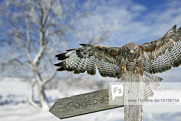 Common buzzard (Buteo buteo) landing on signpost in moorland covered in snow in winter