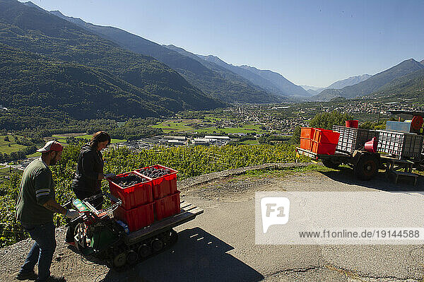 Europe  Italy  Lombardy  Sondrio  Chiuro  harvest of ripe grapes in the rows on the terraces.
