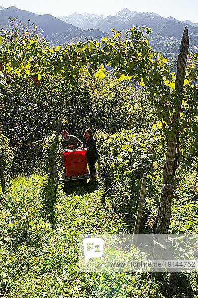 Europe  Italy  Lombardy  Sondrio  Chiuro  harvest of ripe grapes in the rows on the terraces.
