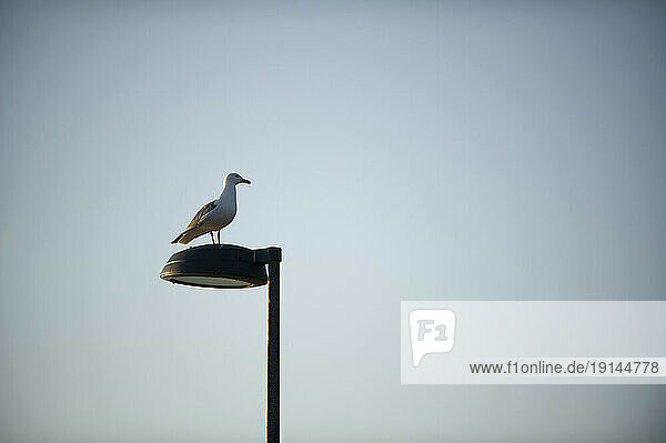 Seagull on street-lamp