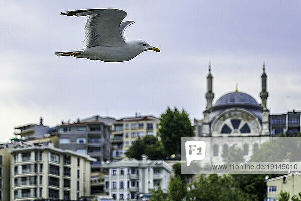 Turkey  Istanbul  cityscape  seagull flying