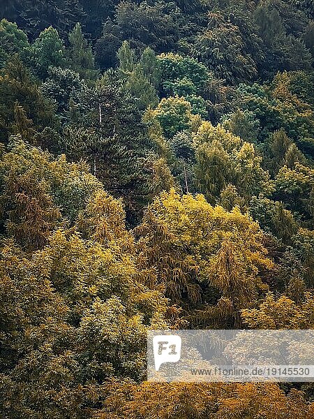 Bunte Herbstbäume Textur. Natürliche Szene eines Waldes mit verschiedenen farbigen Blättern  Herbst Saison vertikalen Hintergrund
