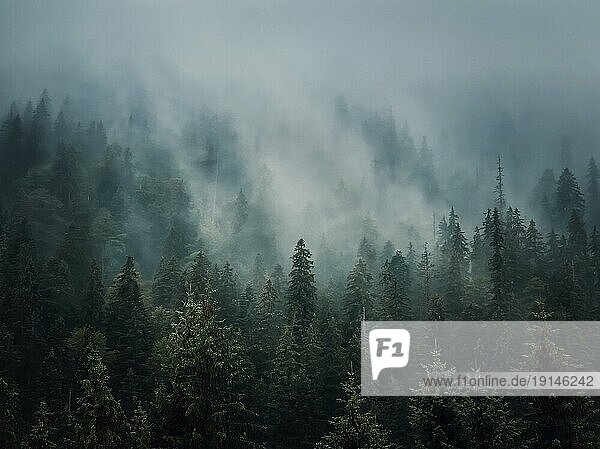 Sonnenbeschienener  nebliger Tannenwald Hintergrund. Friedliche und stimmungsvolle Szene mit Dunstwolken  die sich über die Nadelbäume bewegen. Natürliche Landschaft mit Kiefernwäldern auf den Berghügeln mit Nebel bedeckt