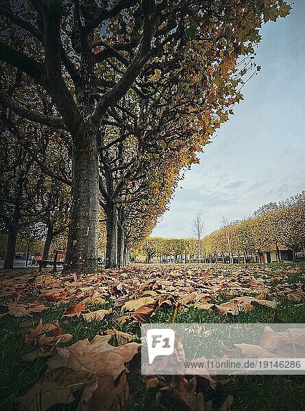 Schöner Tag im Herbst Park mit goldenen Blättern von Platanen gefallen. Herbst Saison Szene