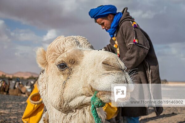 Merzouga  Marokko am 24. Februar 2018: Kamel mit lokalem Berberführer in der Sahara  Merzouga  Marokko  Afrika