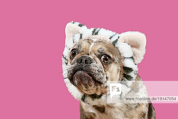Merle Französische Bulldogge Hund mit Katze Kostüm Stirnband auf rosa Hintergrund