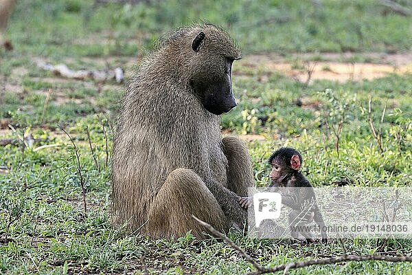 Bärenpavian  Tschakma Pavian (Papio ursinus)  adult  weiblich  Mutter  Jungtier  Baby  Sozialverhalten  entspannt  Krüger Nationalpark  Südafrika