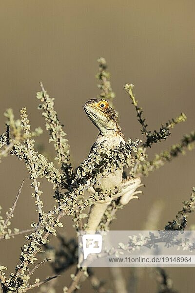 Rote Stachelagame (Agama aculeata) . Männchen. Sich in einem niedrigen Gebüsch sonnend und zur Schau stellend. Kalahari Wüste  Kgalagadi Transfrontier Park  Südafrika