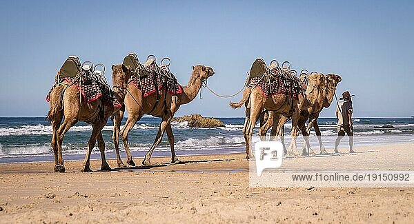Coffs Harbour  Australien am 14. August 2016: Touristenführer führt Kamele am Strand spazieren