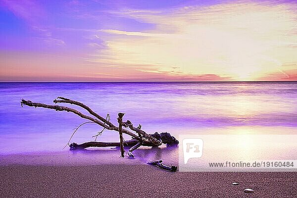 Sonnenuntergang am Sandstrand  ein Stück Treibholz  das von den Wellen der Flut umspült wird. Color graded Bild in violetten und rosa Farben. Unique geformten Zweig von Treibholz in langen Belichtung Flut. Natur  Frieden  Meditation  Entspannung