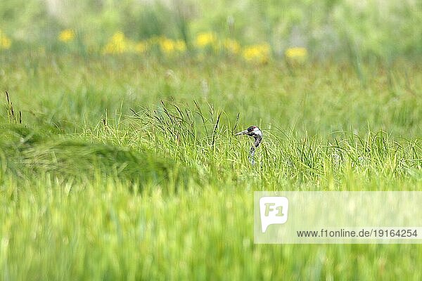 Kranich (Grus grus)  Junge führender Altvogel  wachsamer Altvogel im Biotop  Naturpark Flusslandschaft Peenetal  Mecklenburg-Vorpommern  Deutschland  Europa